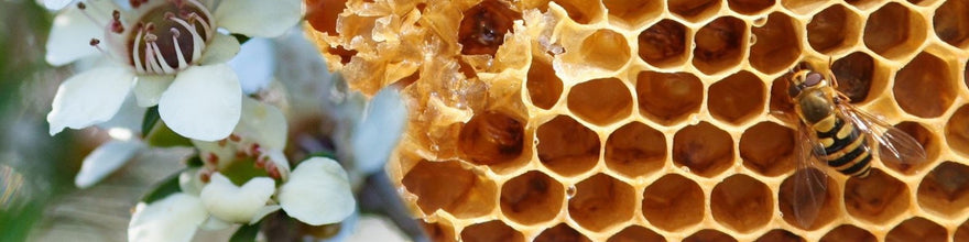 Mānuka honey & Wound Healing | Honeys of New Zealand