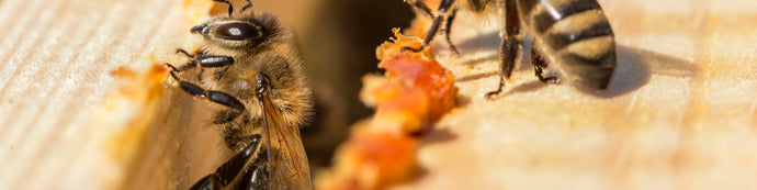 The Benefits of Propolis