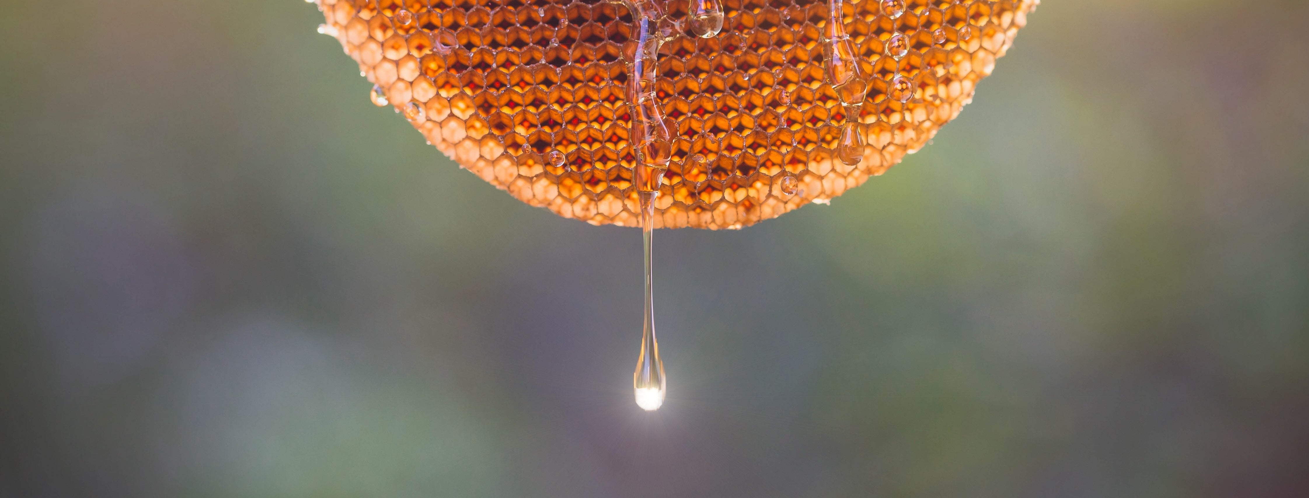 Pure Honey | Honeys of New Zealand